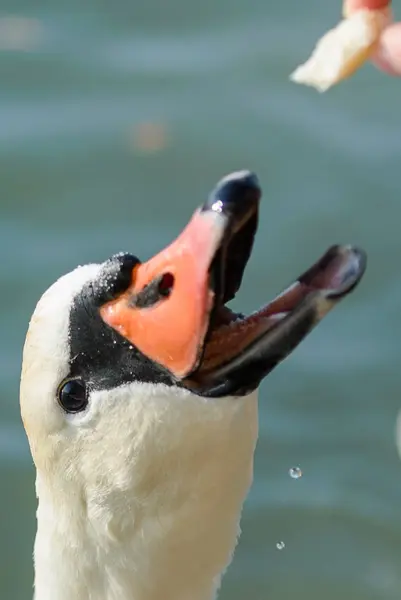 Swan bird close-up — Stock Photo, Image