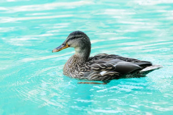 Eend vogel close-up — Stockfoto