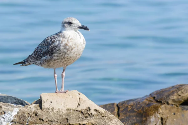 Gros plan sur les oiseaux de mouette — Photo