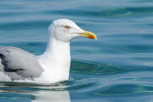 Aves gaivotas close-up — Fotografia de Stock