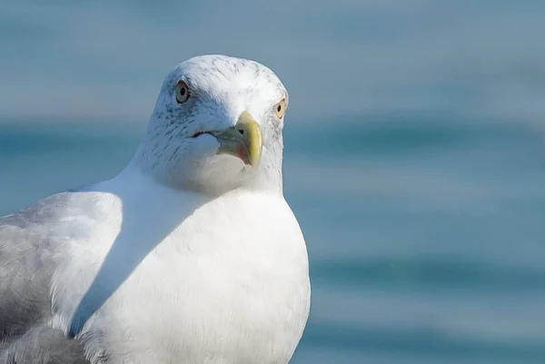 Gros plan sur les oiseaux de mouette — Photo