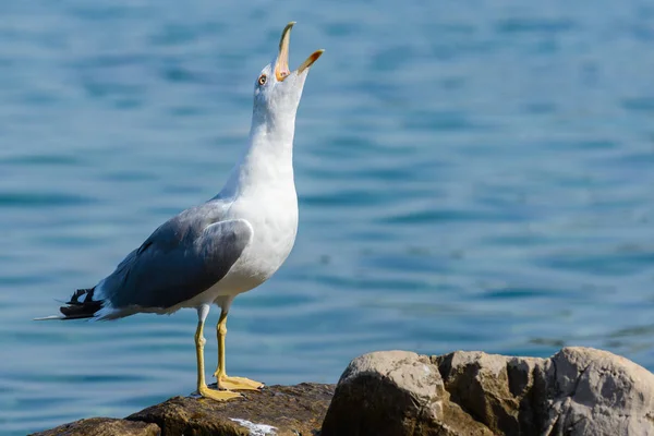 Aves gaivotas close-up — Fotografia de Stock