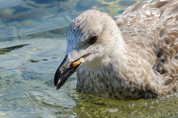 Seagull vogel close-up — Stockfoto