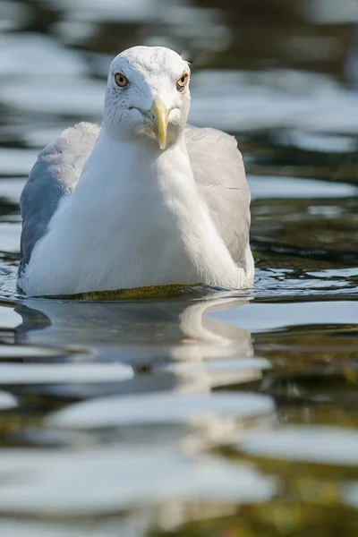 Gros plan sur les oiseaux de mouette — Photo