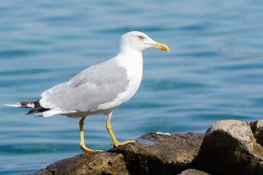 Martı kuş yakın çekim