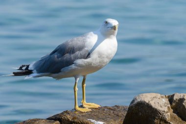 Martı kuş yakın çekim