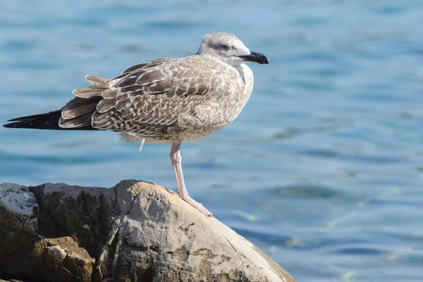 Pájaro gaviota de cerca —  Fotos de Stock