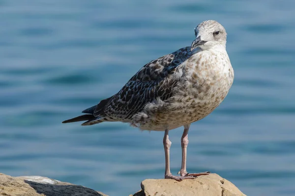 Oiseau de mouette gros plan — Photo