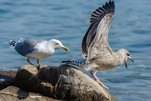 Oiseau de mouette gros plan — Photo