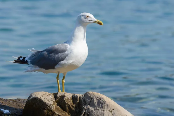 Seagull fågeln på nära håll — Stockfoto