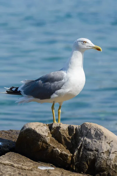 Pássaro gaivota perto — Fotografia de Stock