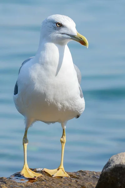 Oiseau de mouette gros plan — Photo