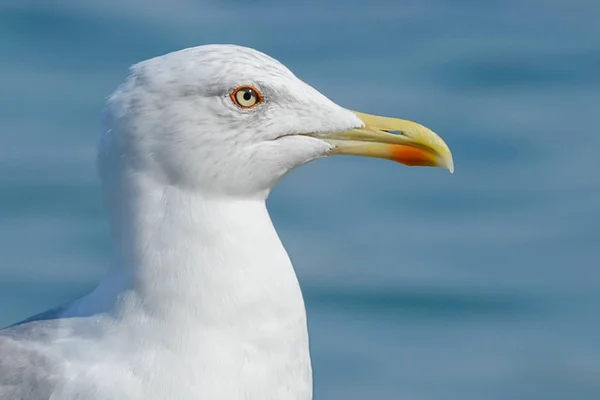 Pássaro gaivota perto — Fotografia de Stock