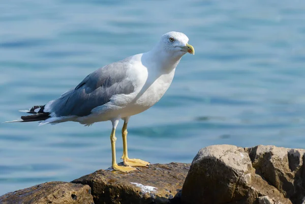Pássaro gaivota perto — Fotografia de Stock