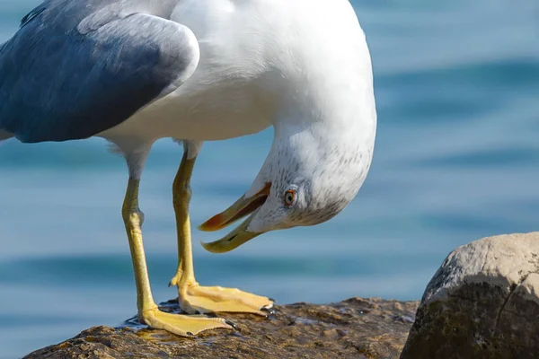 Oiseau de mouette gros plan — Photo