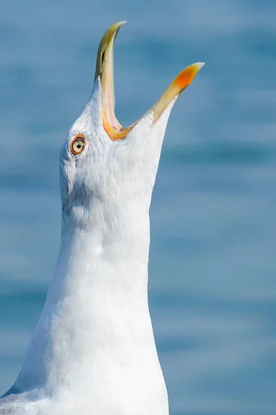 Seagull bird close  up — Stock Photo, Image