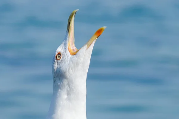 Seagull bird close  up — Stock Photo, Image