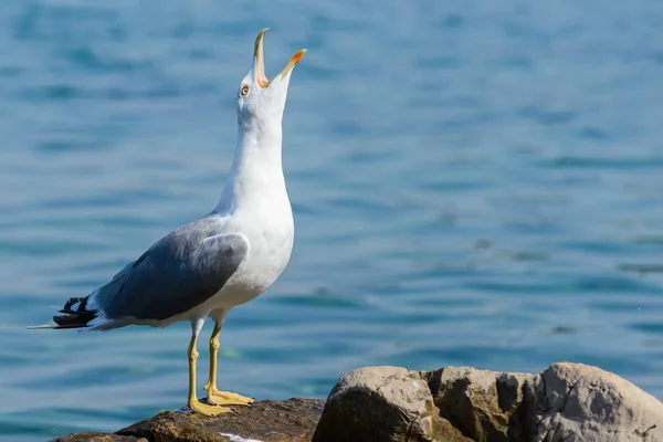 Pássaro gaivota perto — Fotografia de Stock