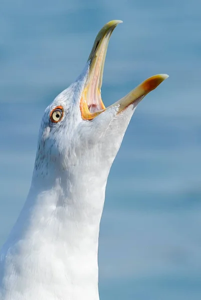 Pássaro gaivota perto — Fotografia de Stock