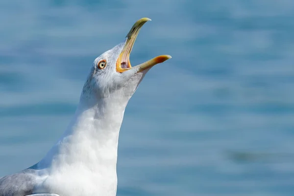 Oiseau de mouette gros plan — Photo