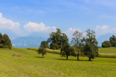 Yeşil Alan Manzarası