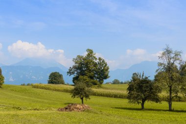 Yeşil Alan Manzarası