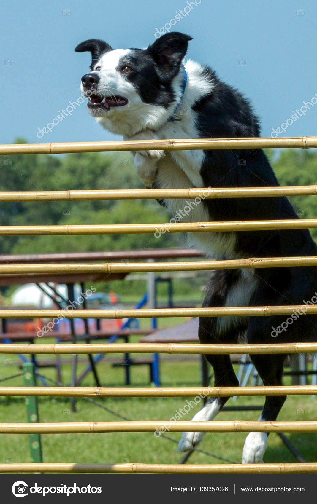 Fotos de perros show show 70 Fotos de perros show show 9