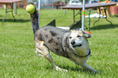 Selkirk gösterisinde köpekler