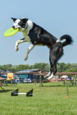 Selkirk gösterisinde köpekler