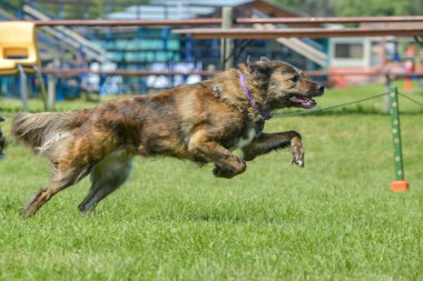 Selkirk gösterisinde köpekler
