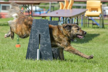 Selkirk gösterisinde köpekler