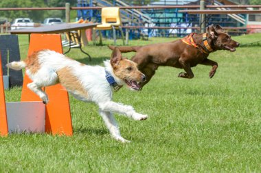Selkirk gösterisinde köpekler