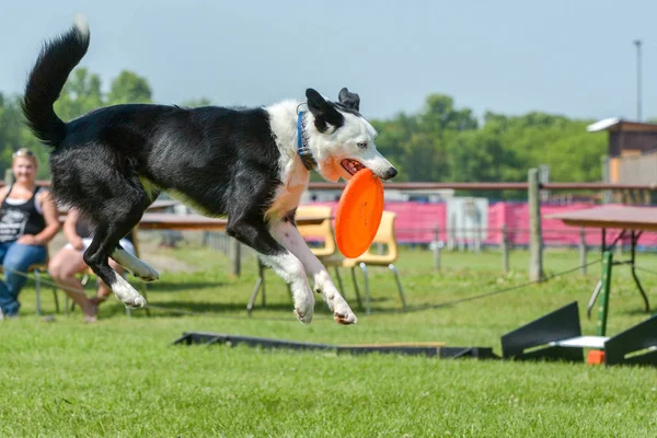 Hundar visar i Selkirk — Stockfoto