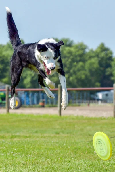 Dogs show in Selkirk — Stock Photo, Image