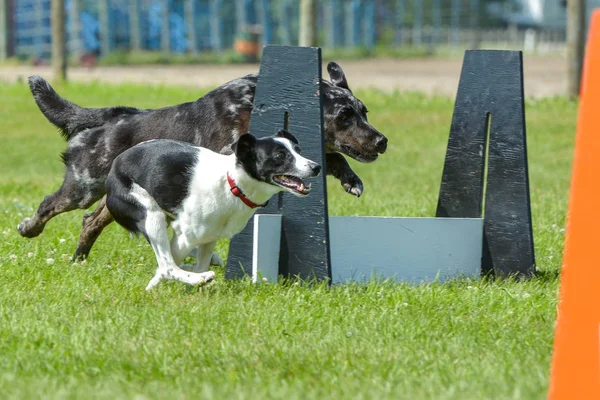 Hundar visar i Selkirk — Stockfoto