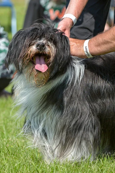 Hundar visar i Selkirk — Stockfoto