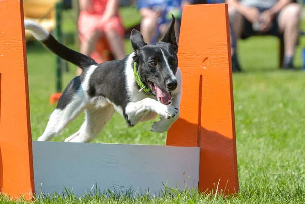 Hundar visar i Selkirk — Stockfoto