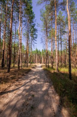 Yaz orman görünümünde çam 