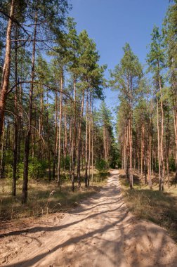 Yaz orman görünümünde çam 