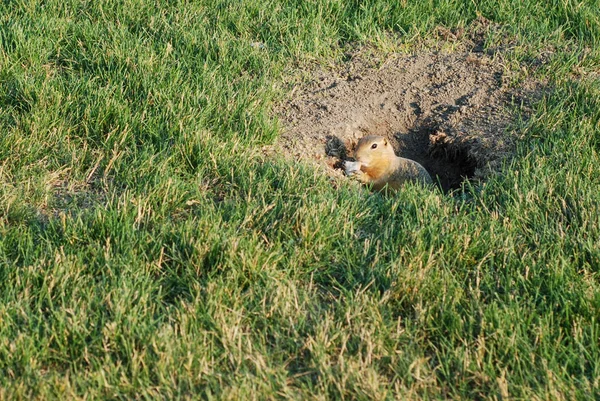 Curioso gopher mira hacia fuera —  Fotos de Stock