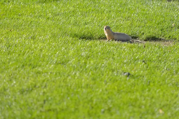 Curious gopher looks out — Stock Photo, Image