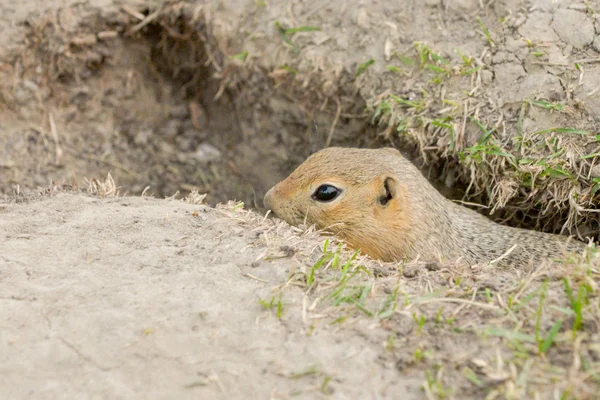 Curioso gopher mira hacia fuera — Foto de Stock