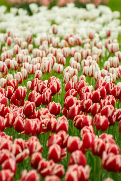 Blumen im Garten — Stockfoto