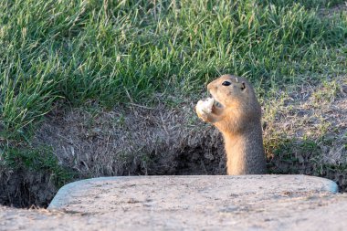 Meraklı gopher bakıyor