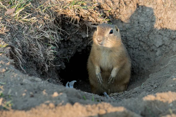 Meraklı gopher bakıyor