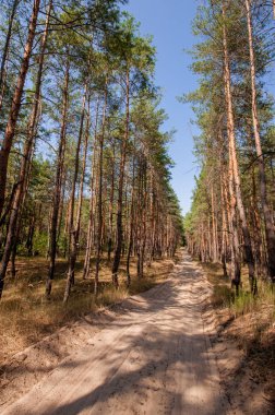 Yaz orman görünümünde çam 