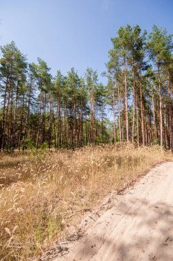 Yaz orman görünümünde çam 