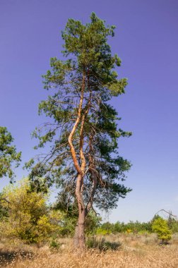 Yaz orman görünümünde çam 