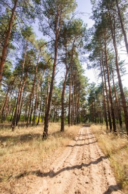 Yaz orman görünümünde çam 