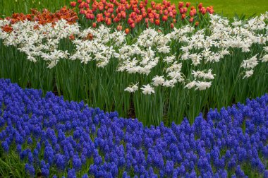 Bahçedeki çiçekler